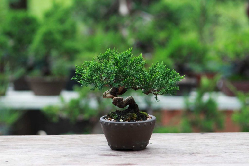 The Best Soil Mix For A Bonsai Tree