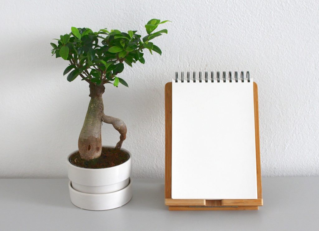 3 Important Lessons I Learned From a Bonsai Tree