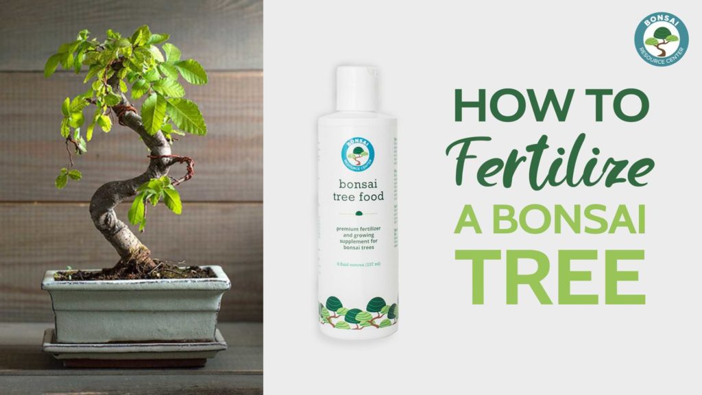 How-to-use-Bonsai-Tree-Food