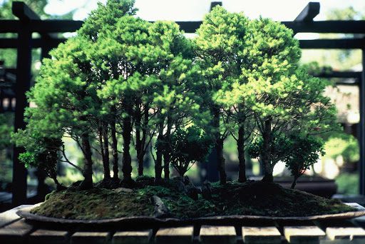 The Best Bonsai Tree Benefits for Your Body and Soul