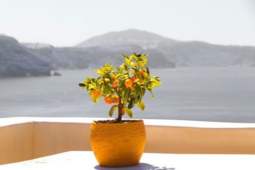 How to Care for Your Bonsai Fruit Tree (and Our Three Favorites!)