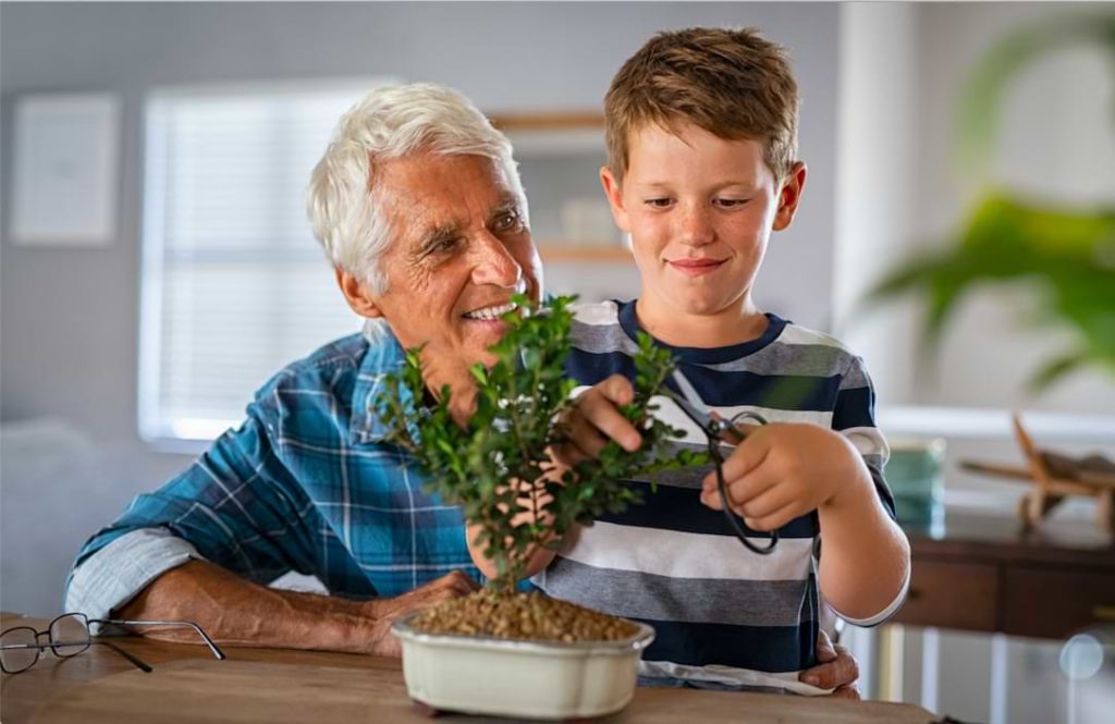 Mastering Bonsai Tree