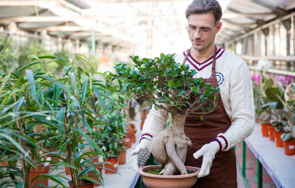 Bonsai Tree A Starter Manual