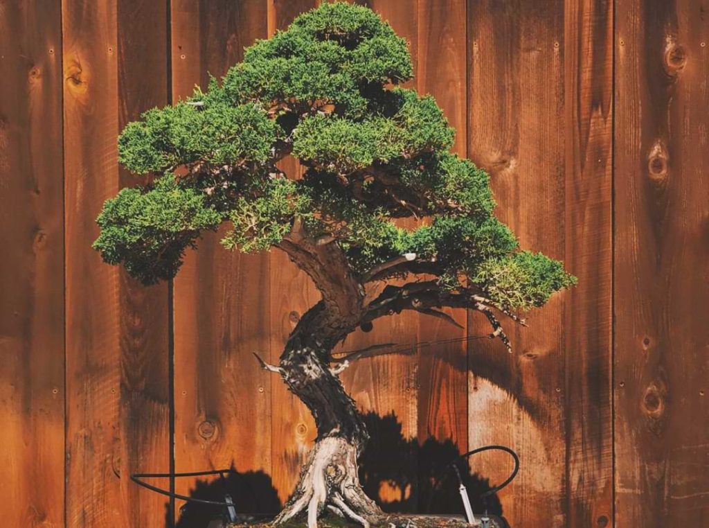 Bonsai juniper PAS2JTZ