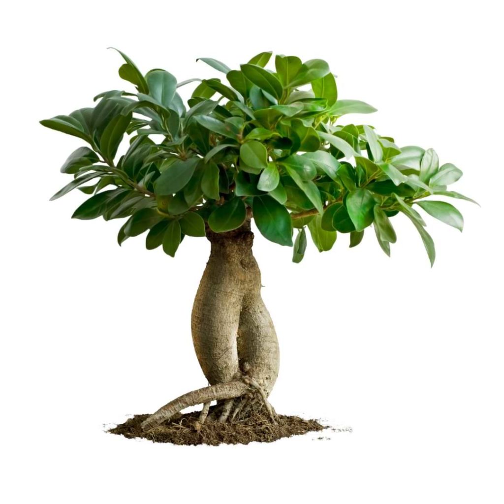 Bonsai Ficus