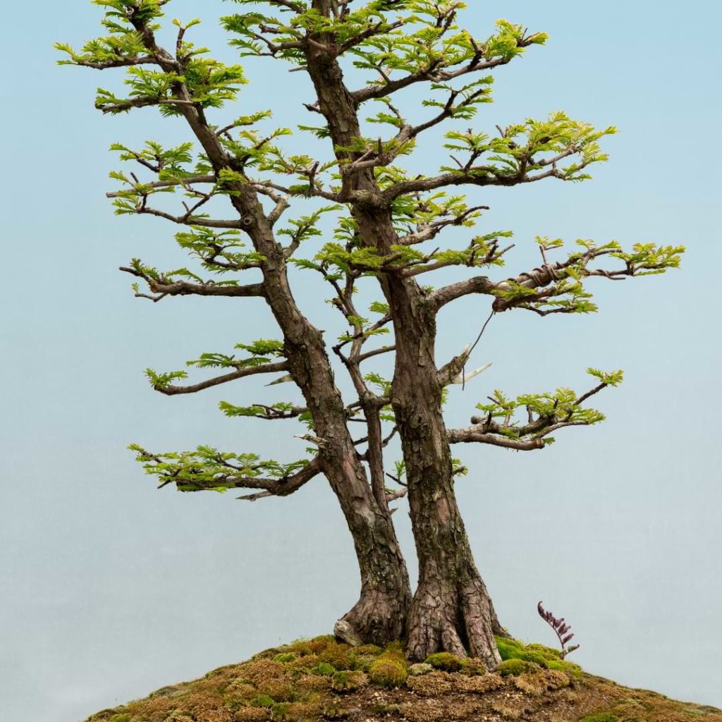 Redwood Bonsai Tree
