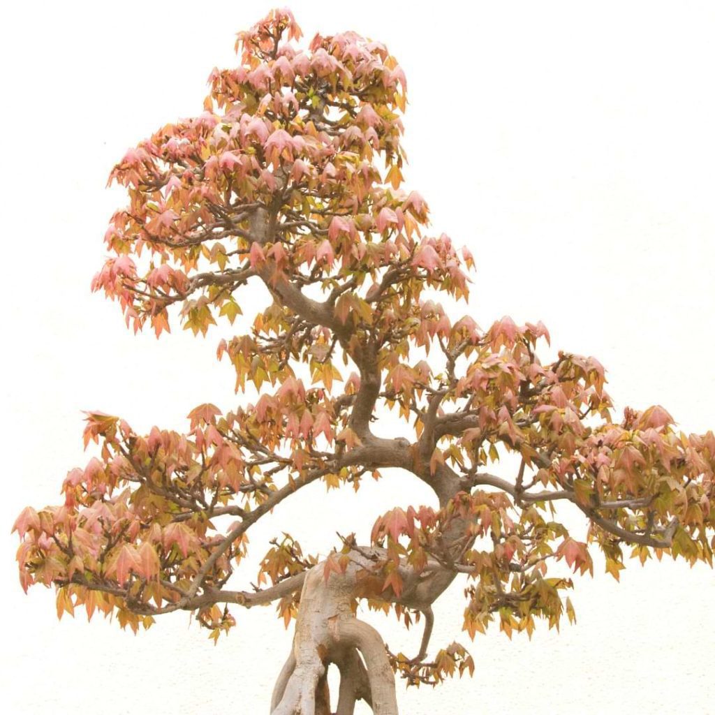 Trident Maple Bonsai