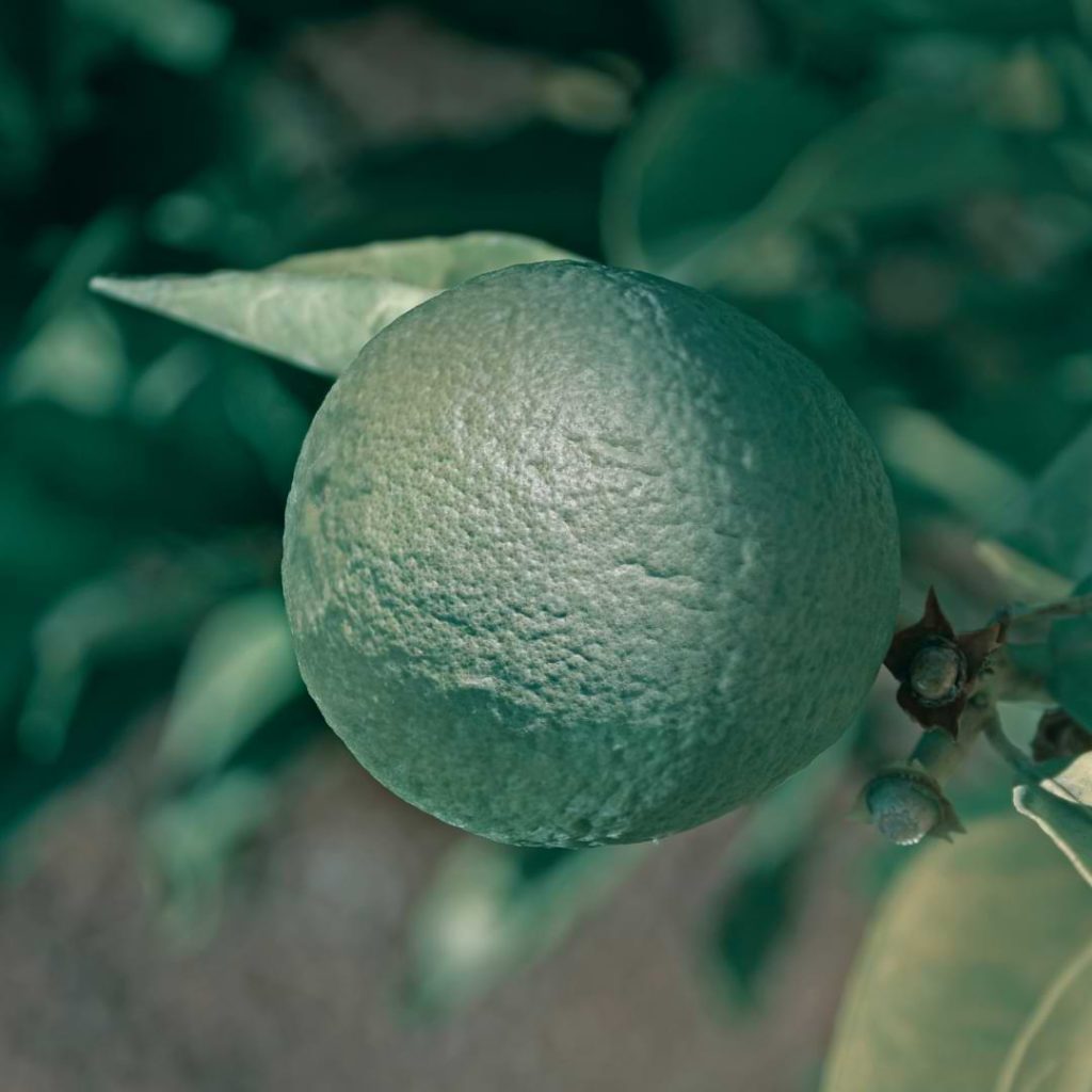 Bonsai-Lime-Tree