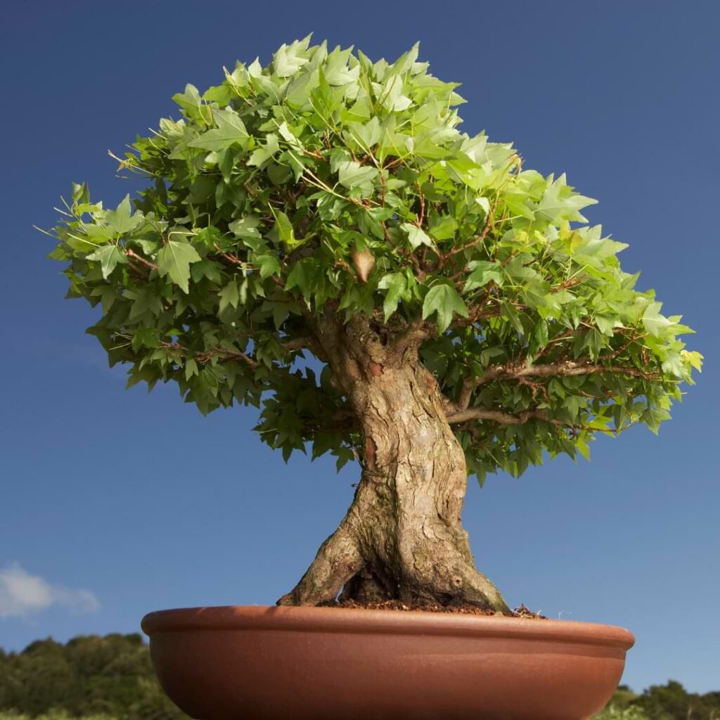 Bonsai Tree Lifespan