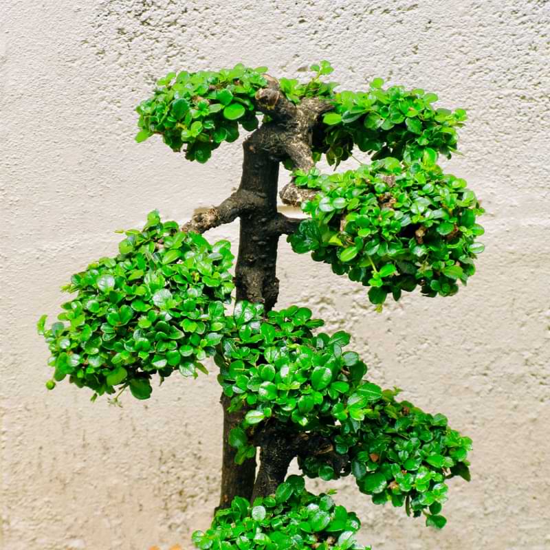 Fukien-Tea-Bonsai-2-2