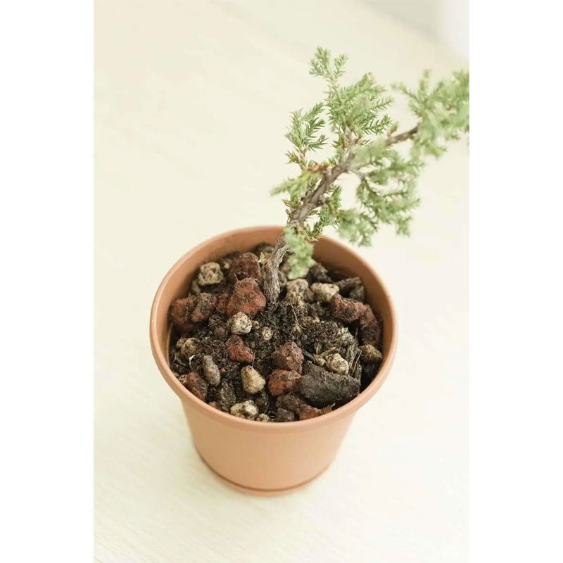Bonsai Soil