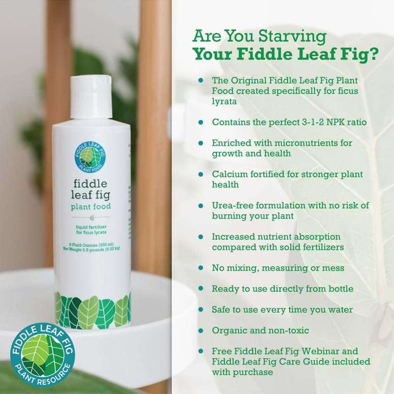 Fiddle Leaf Fig Plant Food 