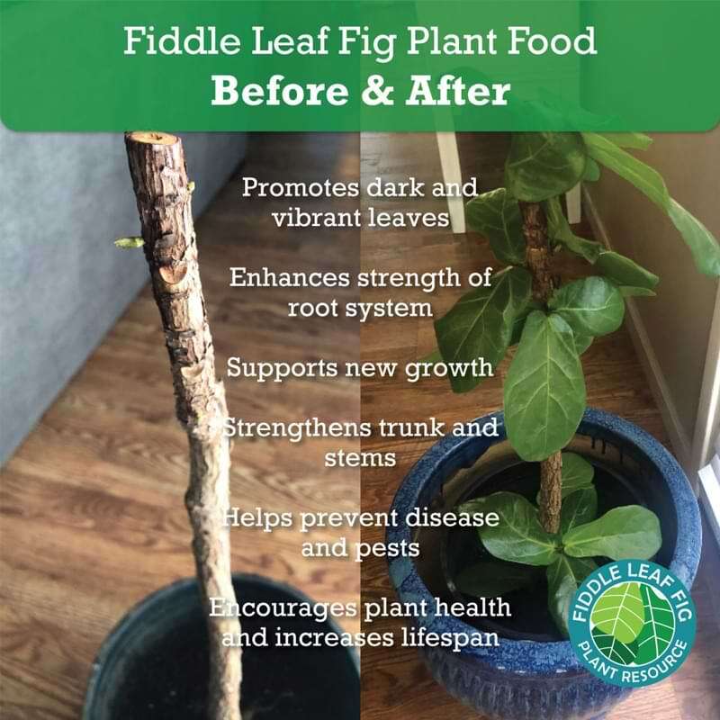 Fiddle Leaf Fig Plant Food 