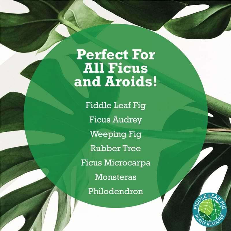 Fiddle Leaf Fig Plant Food 