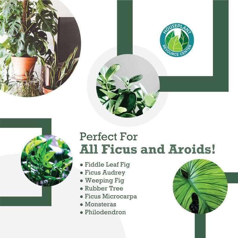 Fiddle Leaf Fig Potting Soil 