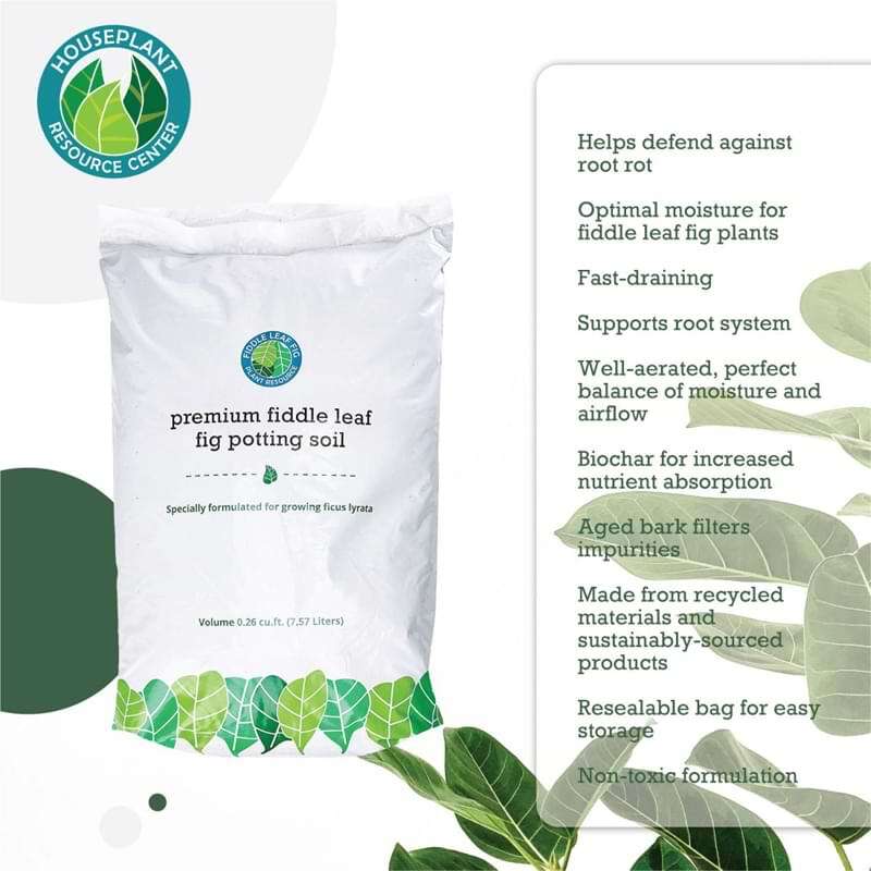 Fiddle Leaf Fig Potting Soil 