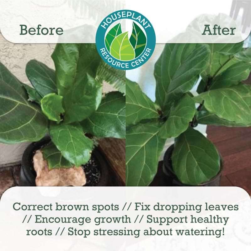 Fiddle Leaf Fig Potting Soil 