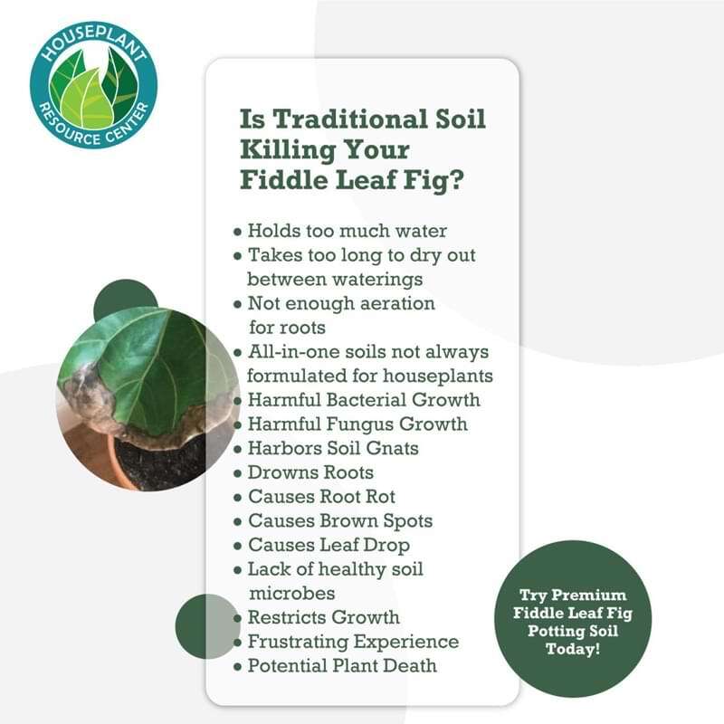 Fiddle Leaf Fig Potting Soil 