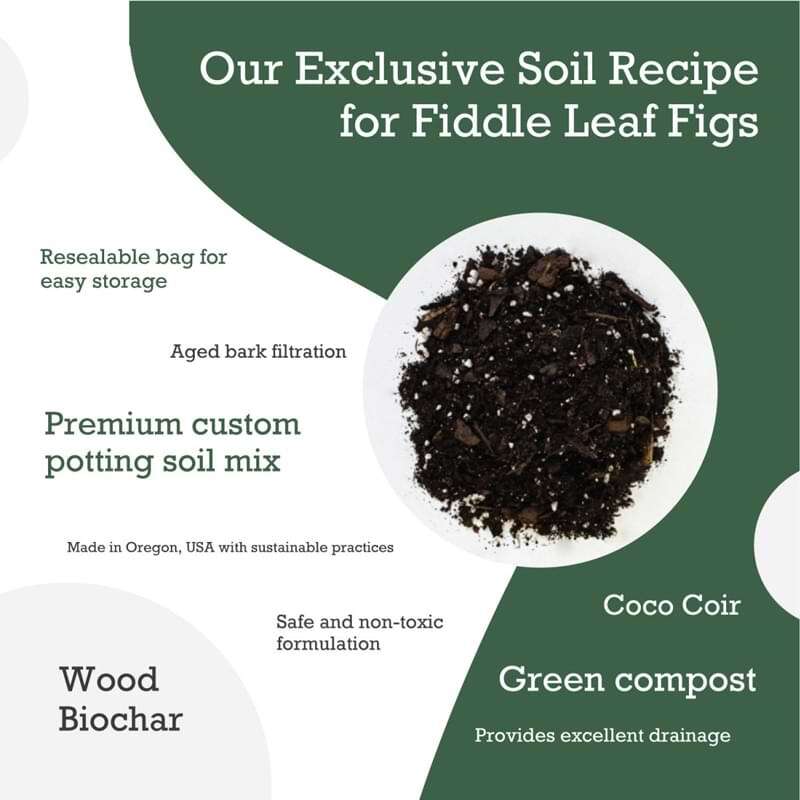 Fiddle Leaf Fig Potting Soil 
